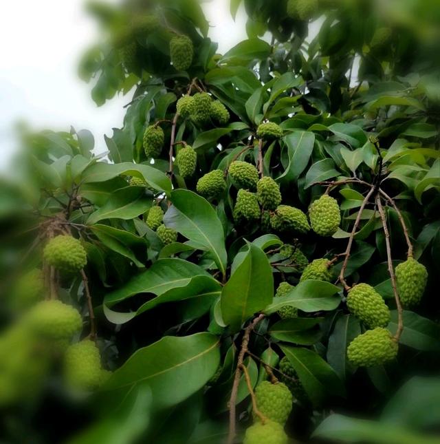 人保服务 ,人保车险_70万斤“妃子笑”荔枝拍出458.57万元 荔枝种植行业市场前景趋势分析