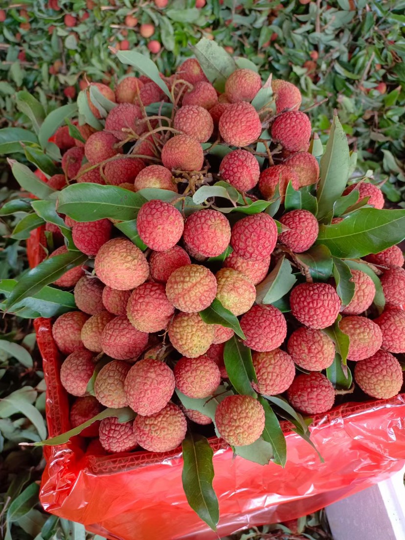 人保服务 ,人保车险_70万斤“妃子笑”荔枝拍出458.57万元 荔枝种植行业市场前景趋势分析