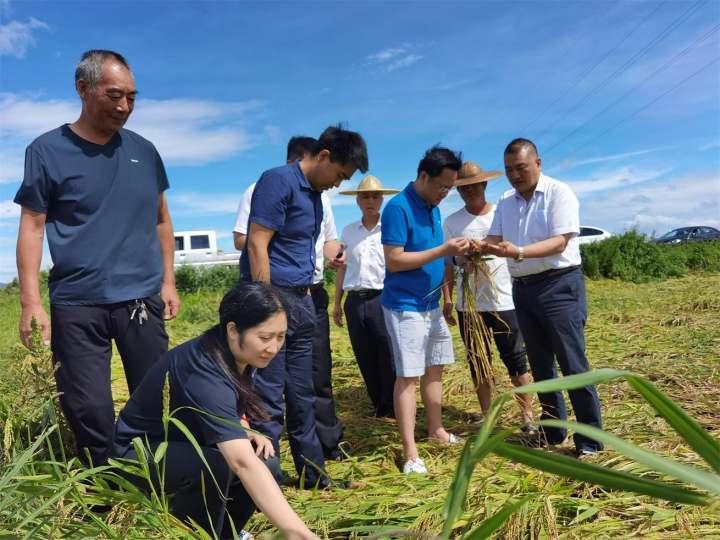 保险有温度,人保财险 _黄桃产业发展现状及市场供需格局分析2024