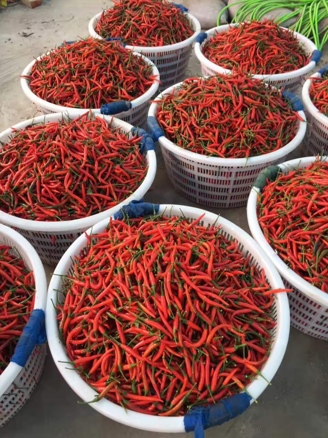 人保车险,人保服务_我国助力巴基斯坦辣椒种植业 辣椒种植行业现状及市场深度分析