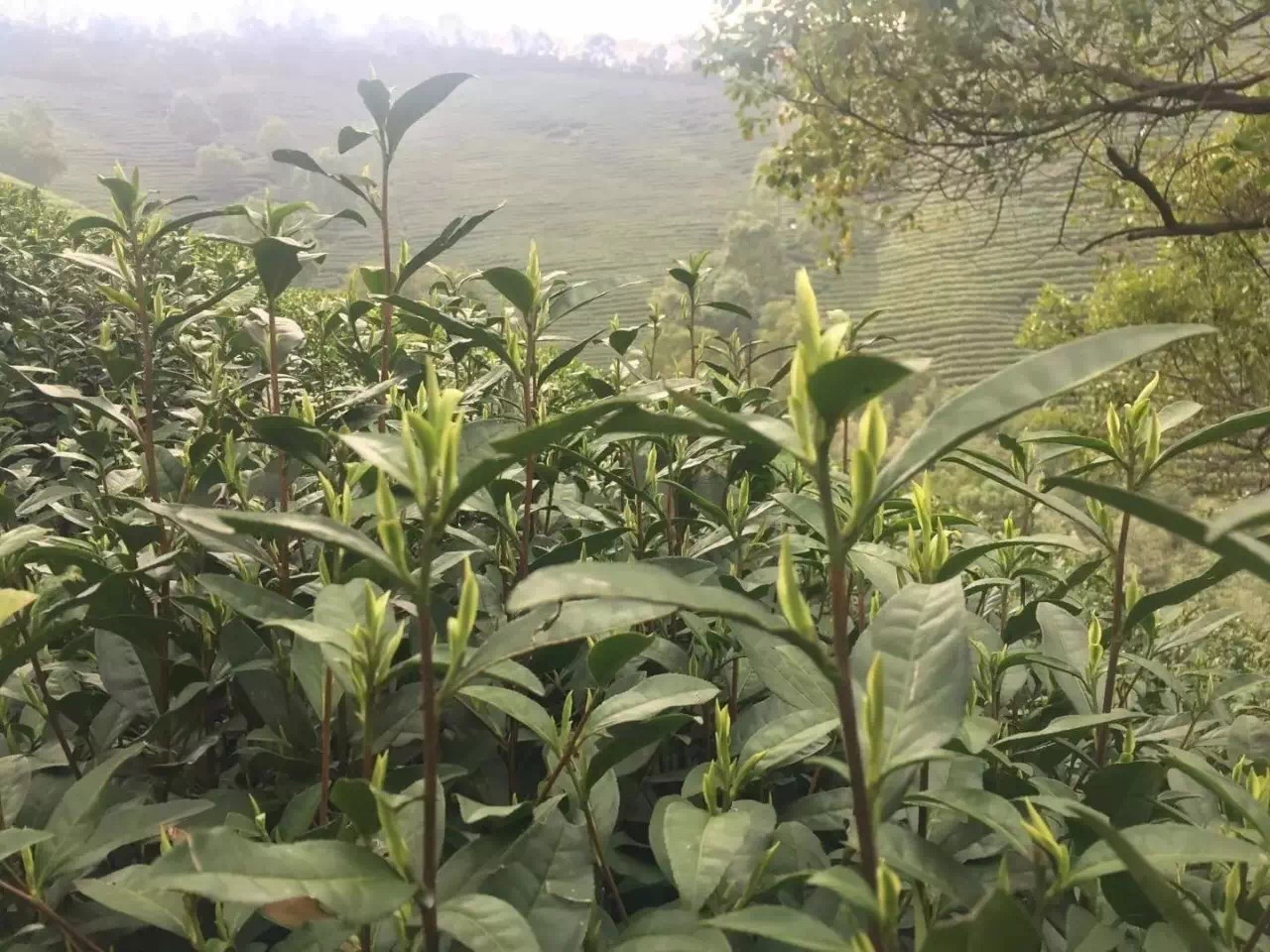 人保服务 ,人保车险_临沧白茶热销马来西亚 白茶产业现状、出口销量及未来发展趋势分析