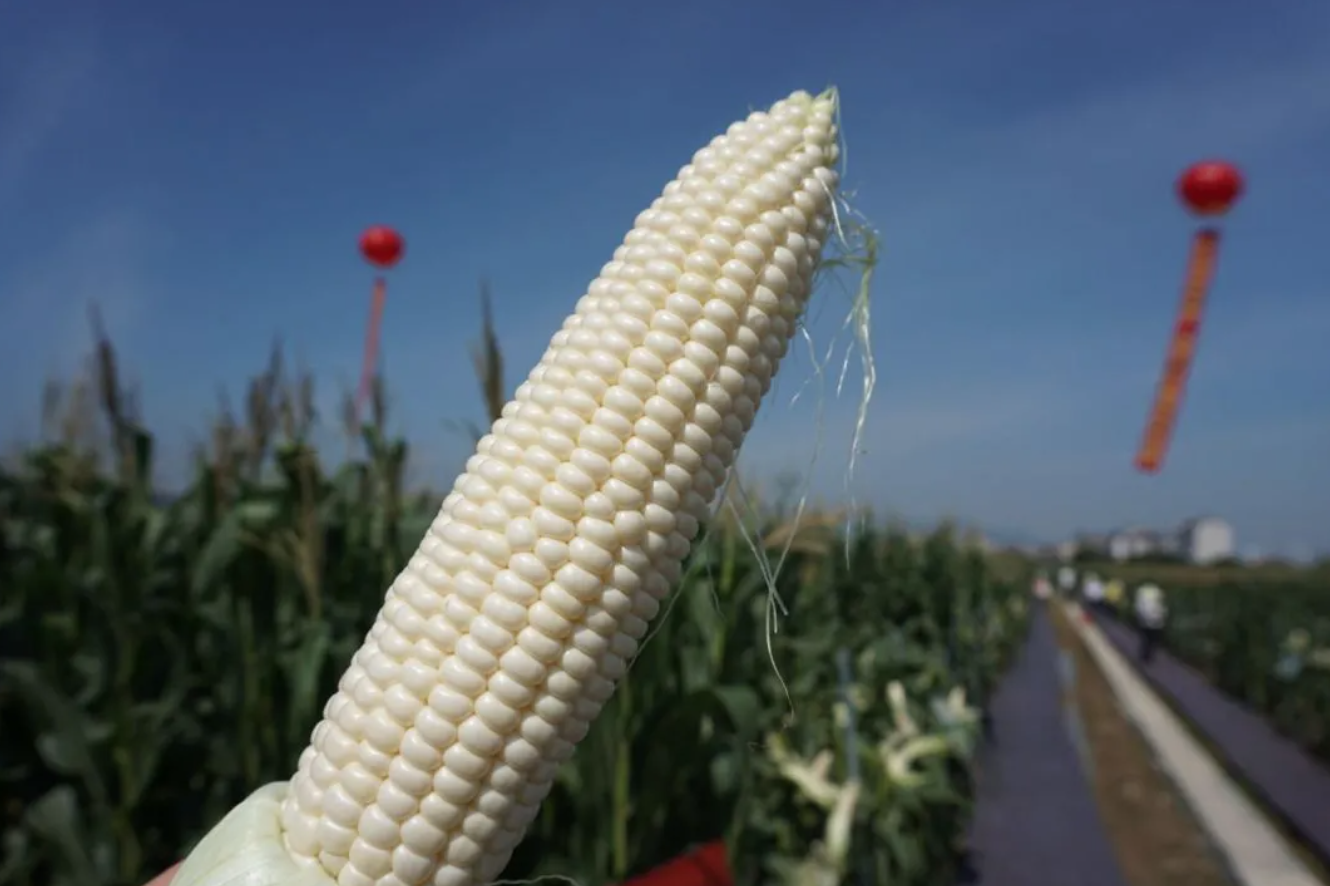 鲜食玉米行业现状及发展预测分析 未来鲜食玉米市场规模将达到700亿元_人保服务,人保车险