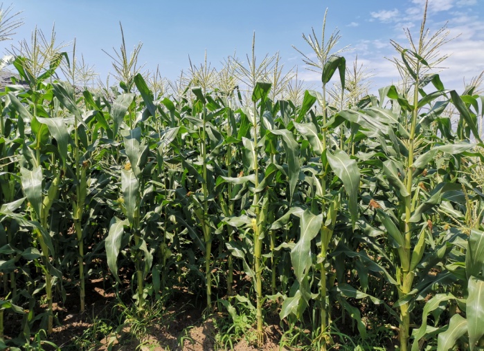 鲜食玉米行业现状及发展预测分析 未来鲜食玉米市场规模将达到700亿元_人保服务,人保车险