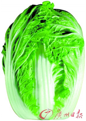 中国大白菜行业深度调研与发展趋势预测 韩国大白菜供应紧张 价格走高以及随后出现限购现象_人保服务,人保有温度