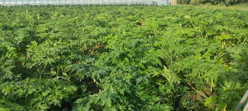 中国蔬菜育苗行业市场深度调研及投资策略预测_人保服务 ,人保车险   品牌优势——快速了解燃油汽车车险