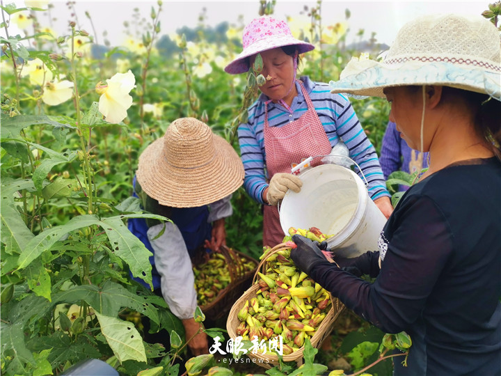 从输血帮扶到造血振兴 静宁县苹果“保险+期货”项目再创佳绩