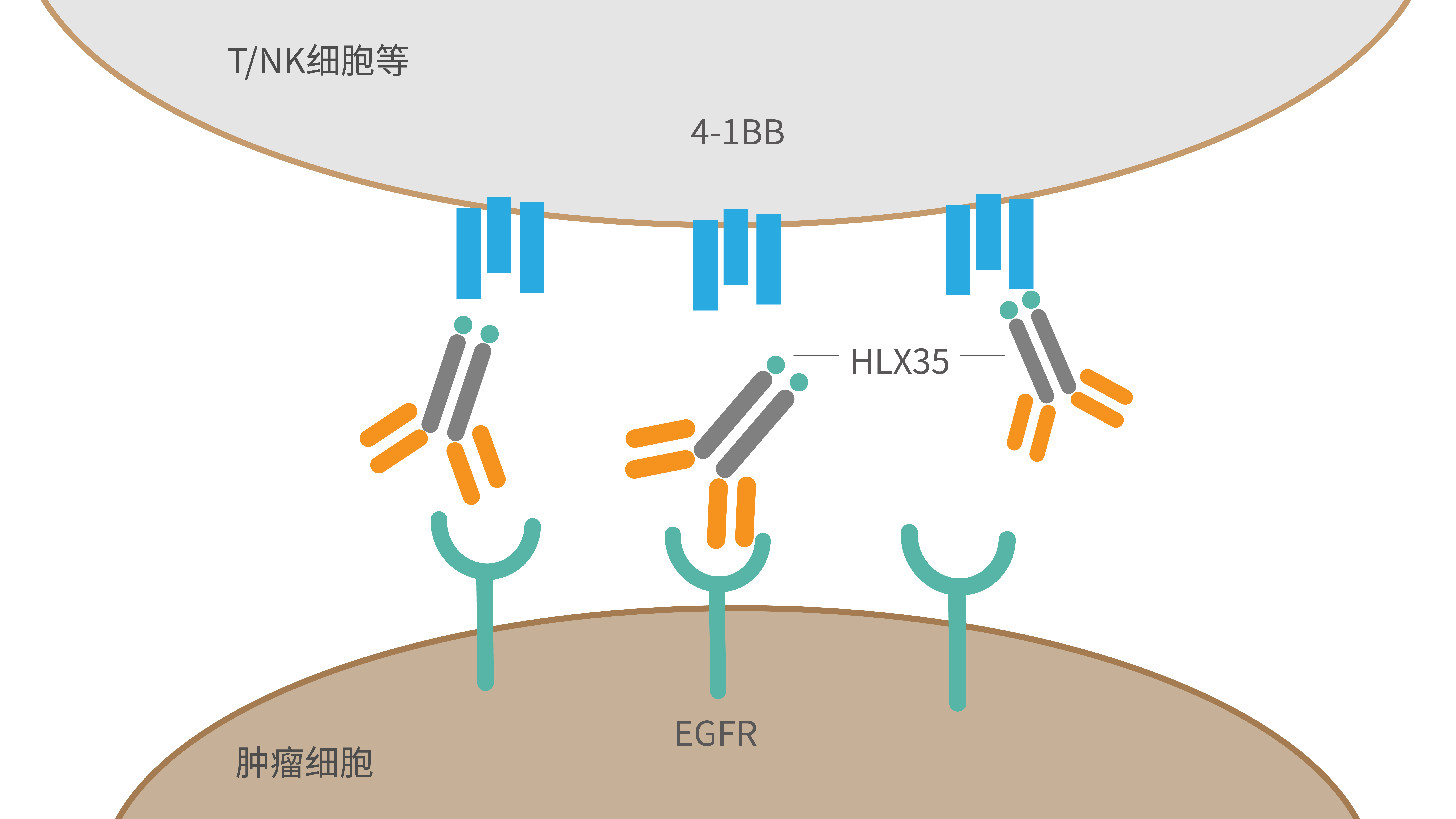 通化东宝(600867.SH)：痛风双靶点抑制剂Ⅱa期临床试验完成总结报告