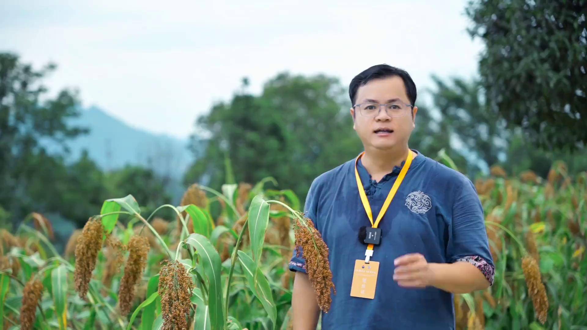 茅台酒用“红缨子”高粱通过全国首批种子认证