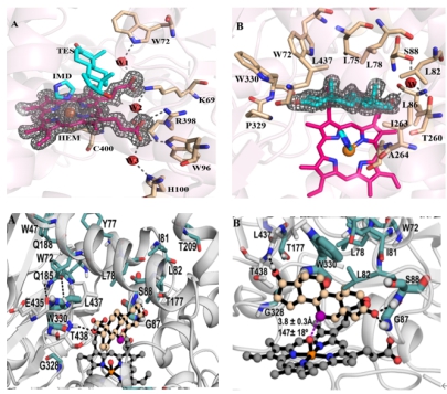 金达威：公司采用生物酶催化绿色生产工艺生产NMN原料