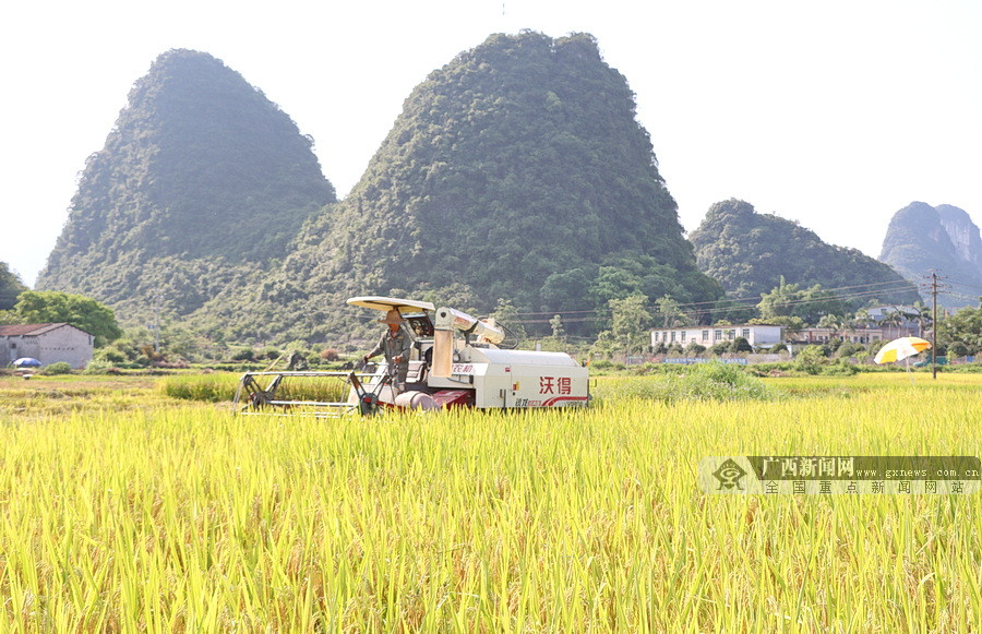 粮食概念下跌3.03%，8股主力资金净流出超3000万元