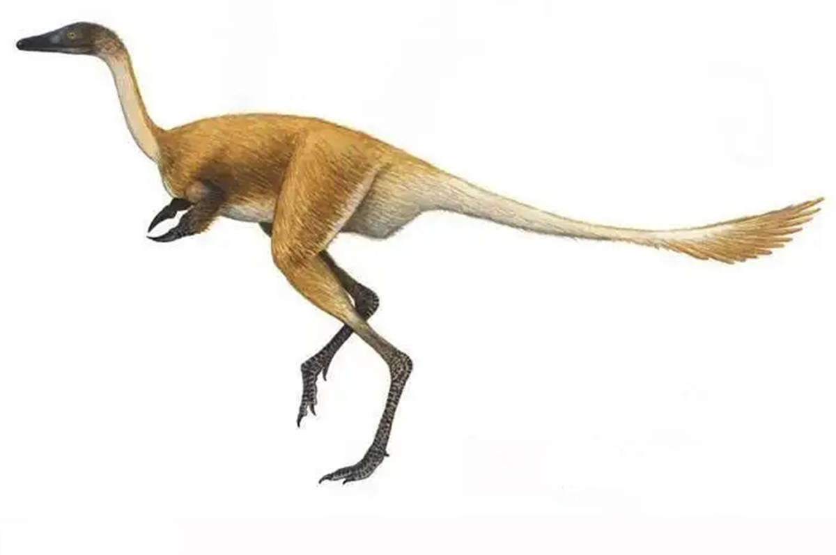 新发现的始祖鸟标本提供恐龙向鸟类演化的关键证据