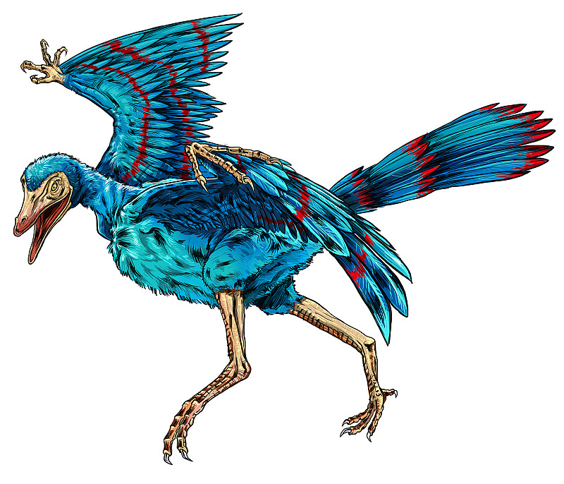 新发现的始祖鸟标本提供恐龙向鸟类演化的关键证据