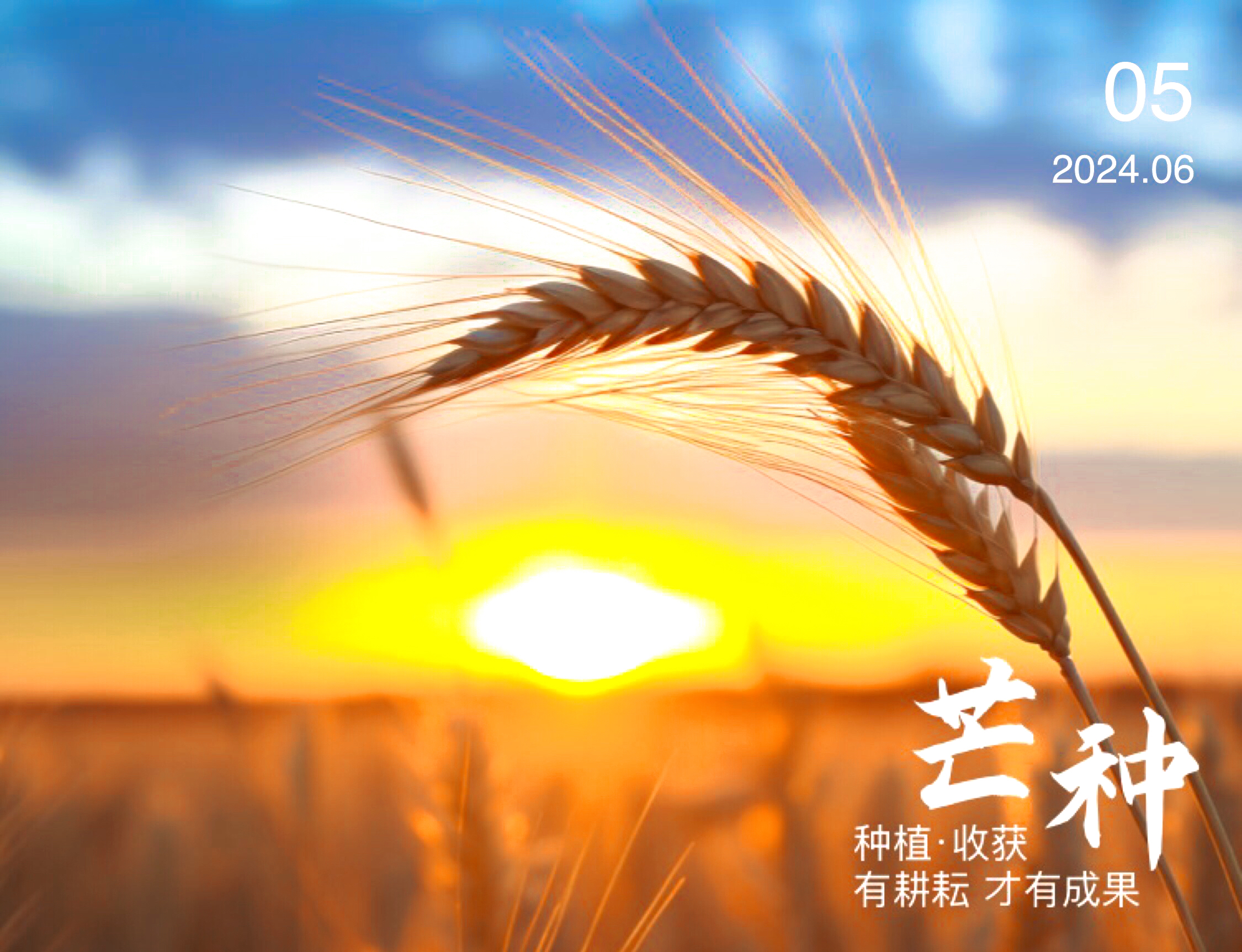 芒种时节去先农坛收麦子