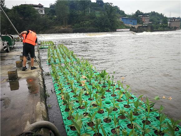 大北农获得发明专利授权:“一种利用水生植物处理养殖废水的方法”