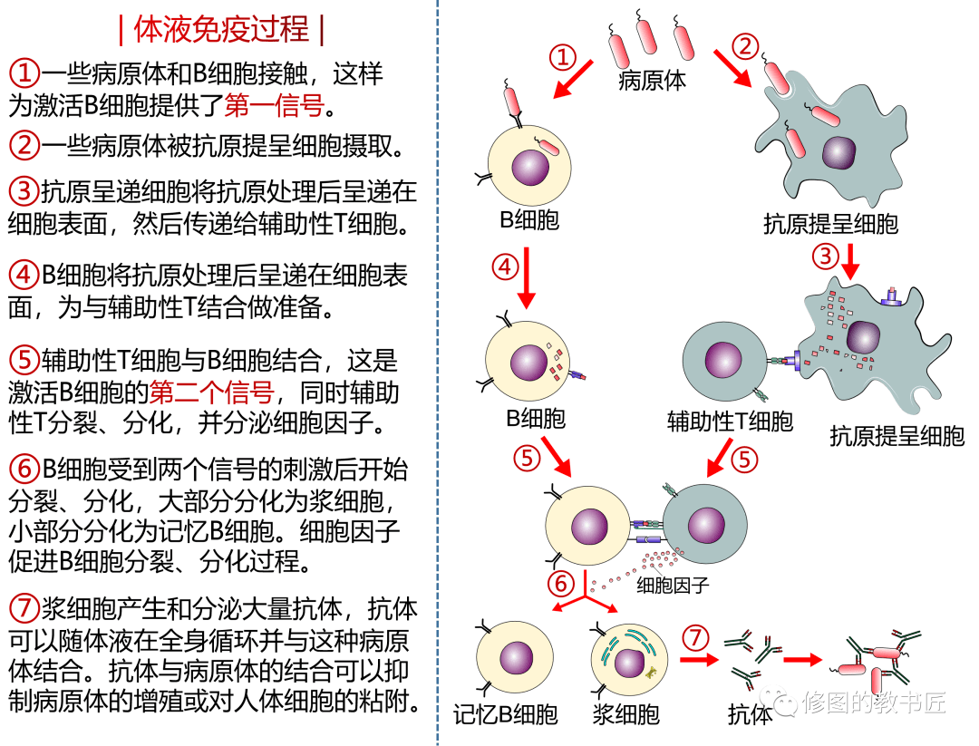 江中药业获得发明专利授权:“一株促进细胞免疫调节的戊糖乳植杆菌及应用和产品”