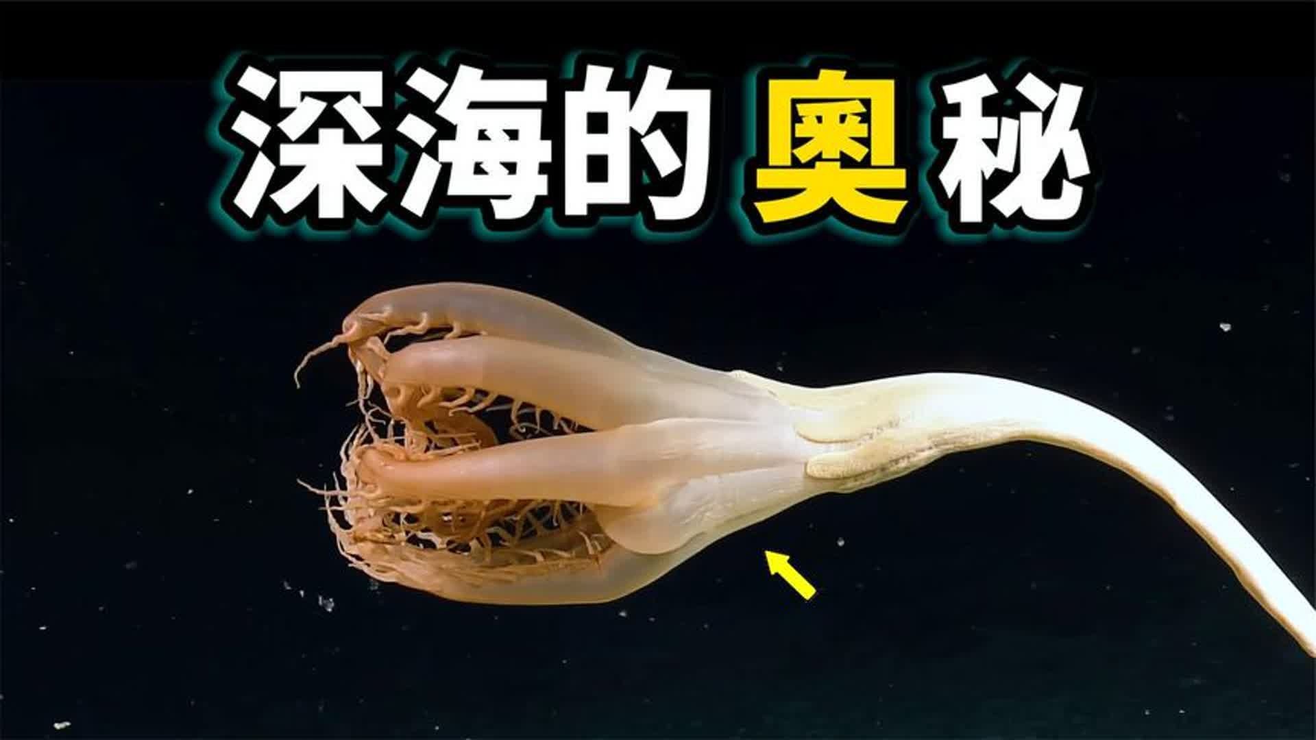 4个新属70多个新种！这些深海新物种被我国科学家发现了