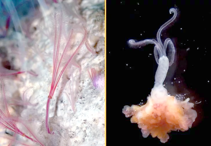 4个新属70多个新种！这些深海新物种被我国科学家发现了