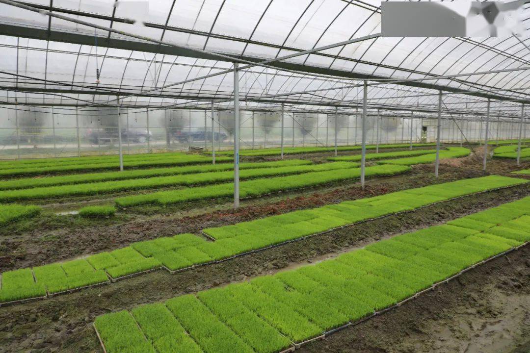 成都:深入实施制种基地提升三年攻坚行动 落实规模化制种补贴政策