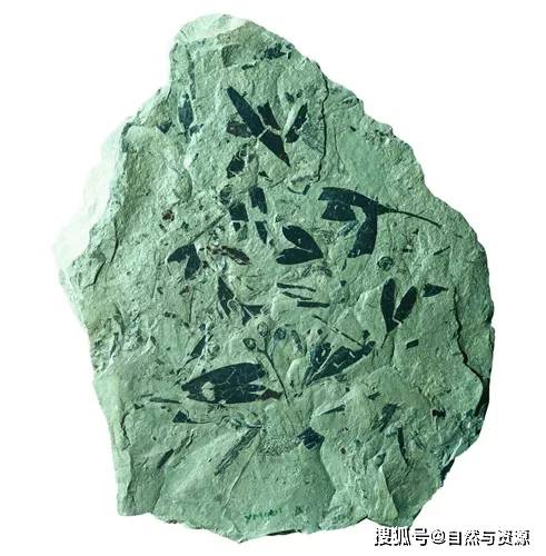 远古鱼龙带来跨越亿年的降噪智慧