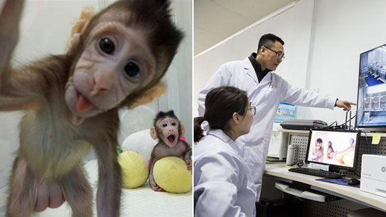 我科学家实现高效体细胞克隆