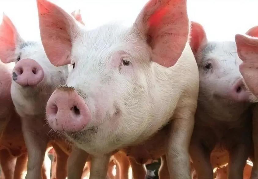 天邦食品：7月销售商品猪收入6.86亿元 环比增1.59%