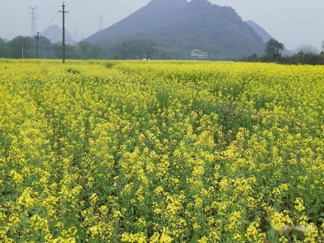 专访黄花春：广西男女升学率差距为何越拉越大