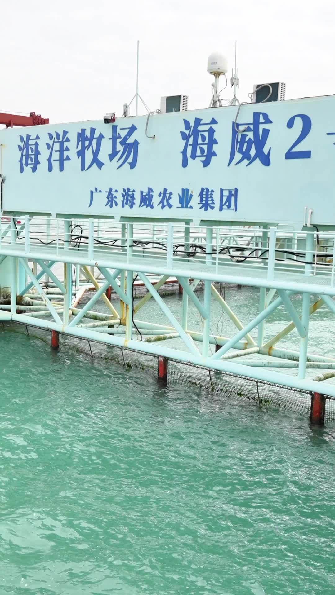 “海上牧场”迎丰收季：特色养殖助力渔民增收致富