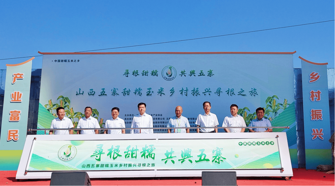 6万亩 2亿穗……山西五寨甜糯玉米串起“黄金”产业链