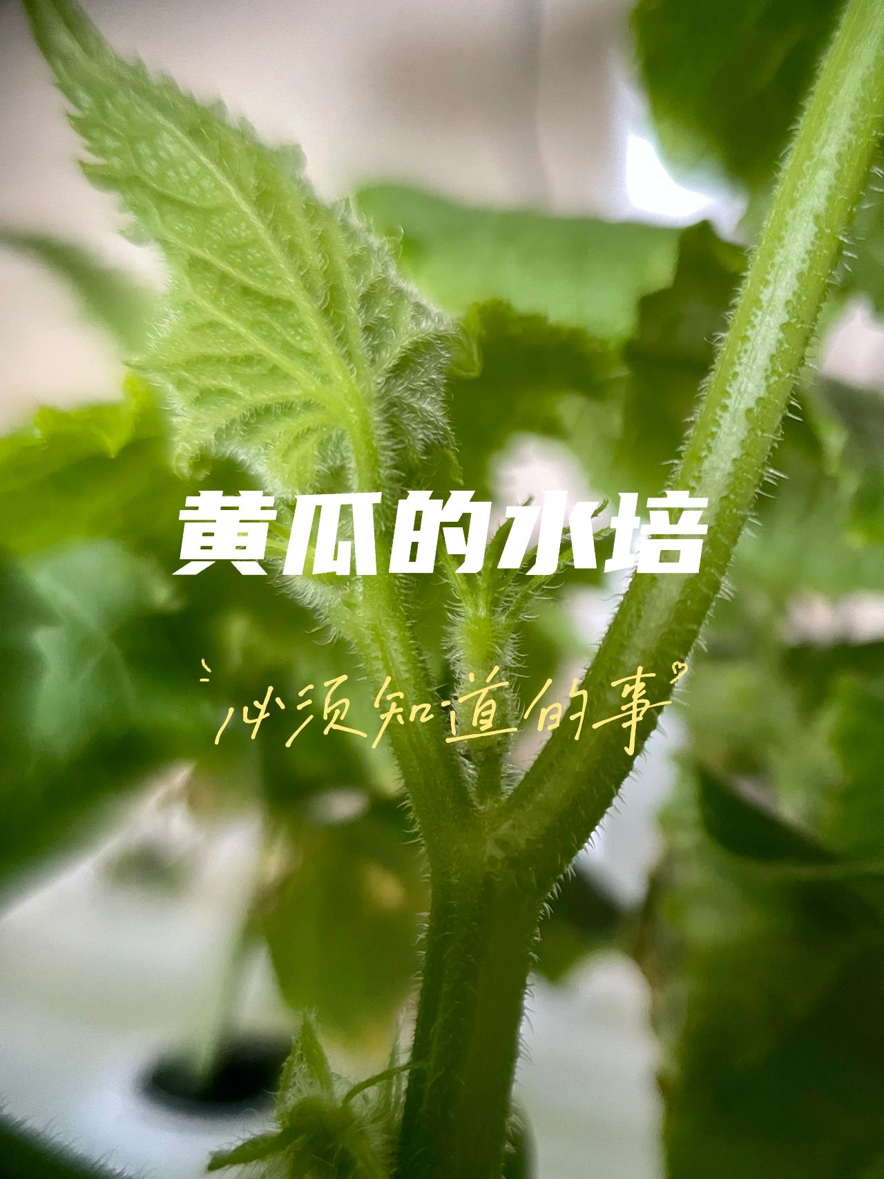 2025-2030年中国水培黄瓜行业：智能化、绿色化与全球化布局_人保服务 ,人保车险