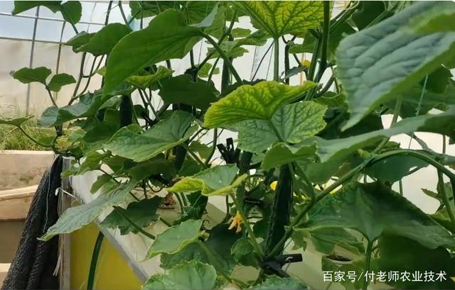 2025-2030年中国水培黄瓜行业：智能化、绿色化与全球化布局_人保服务 ,人保车险