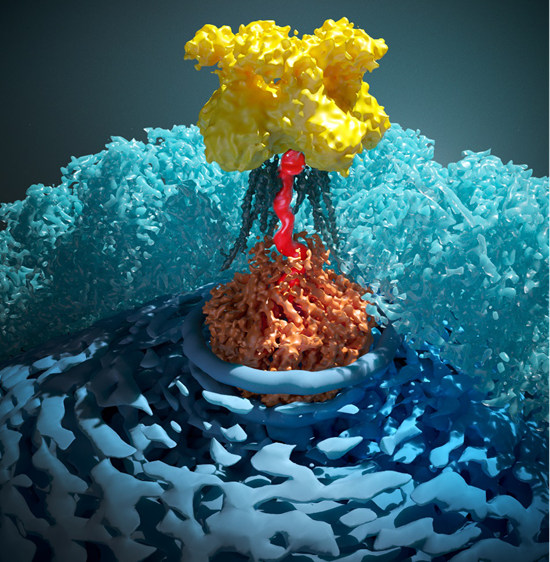 我国科学家首次揭示单个体细胞“变”完整植株全过程