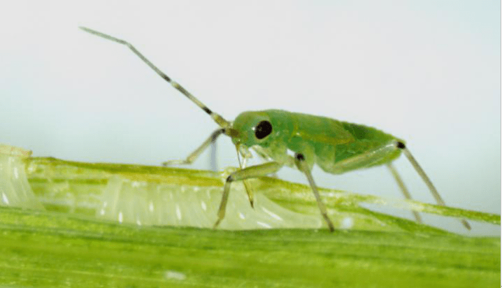 我国科学家首次揭示单个体细胞“变”完整植株全过程