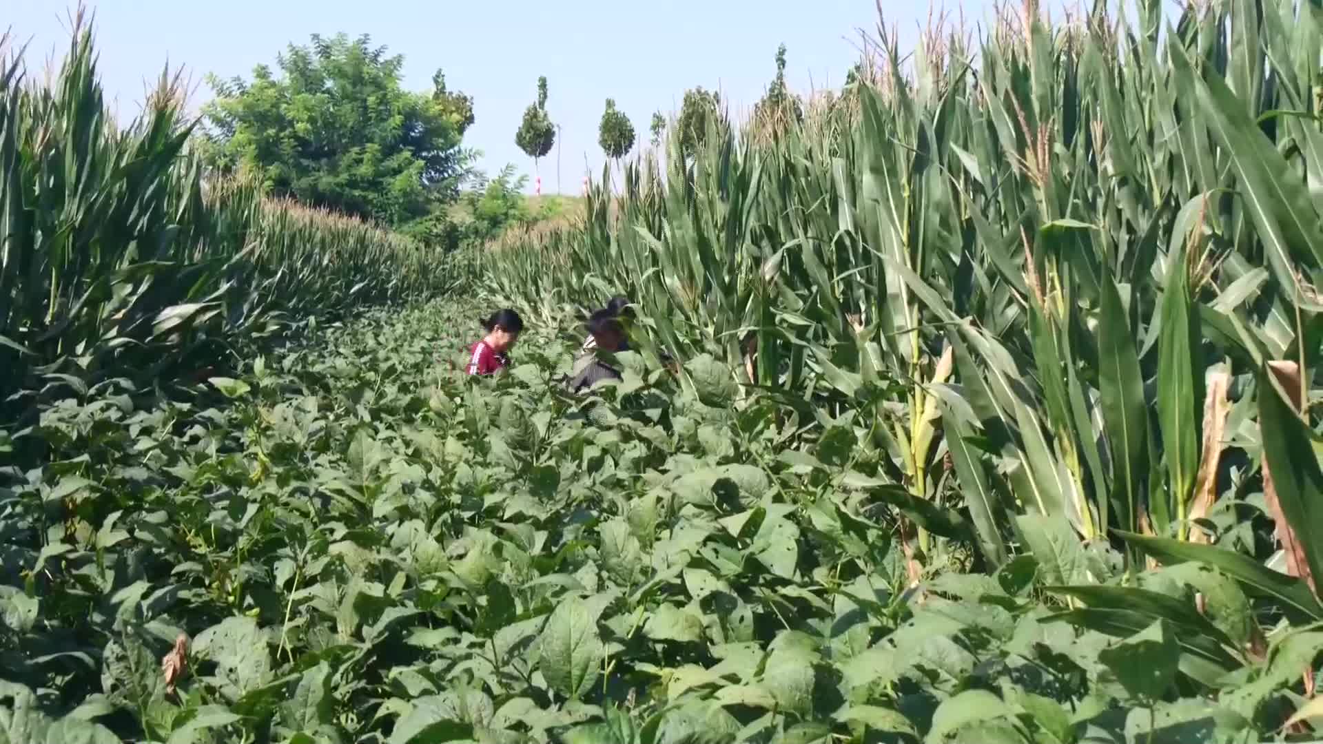 各粮食主产区加强田管 力保秋粮稳产增收