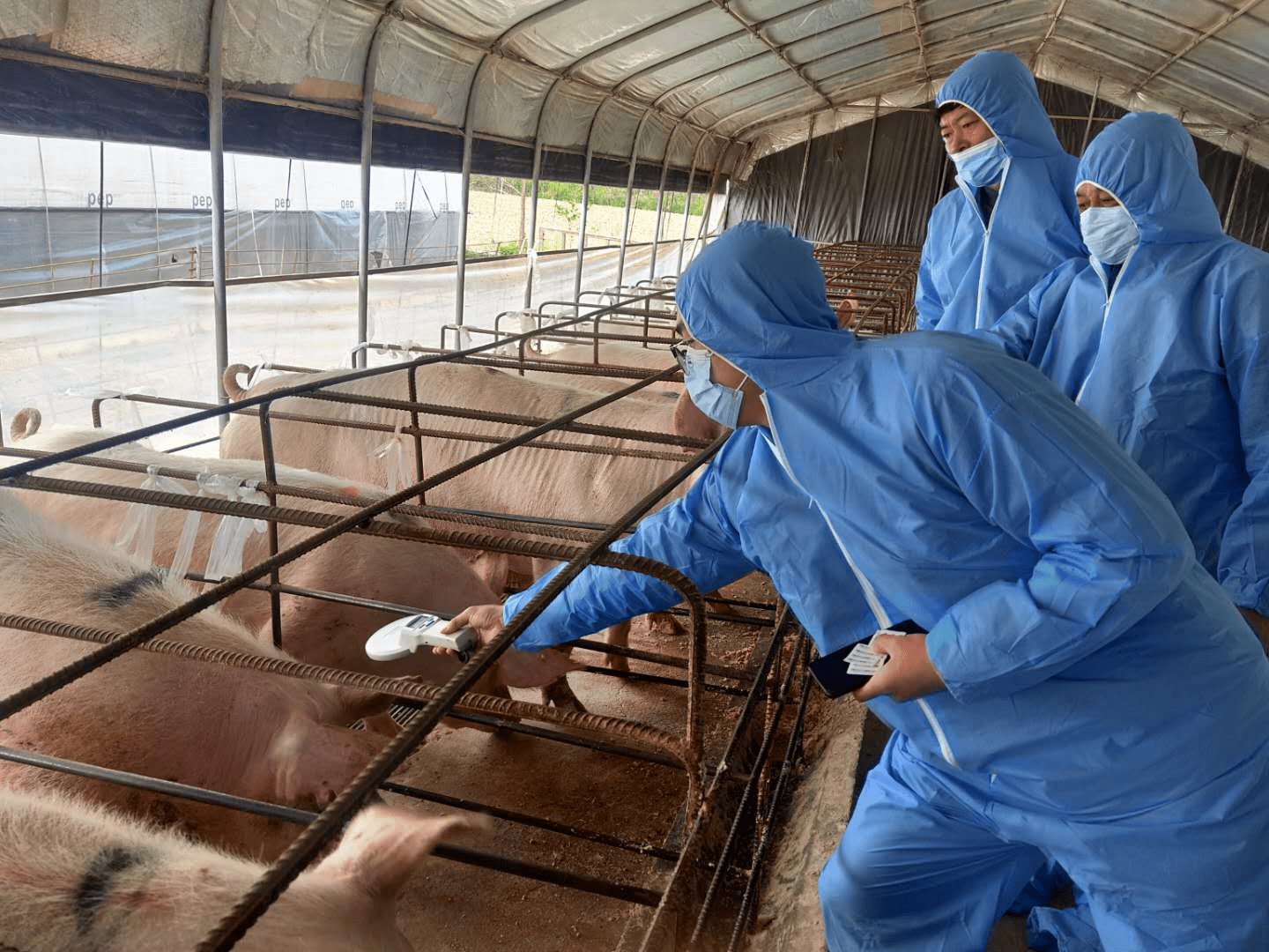 2025蔬菜种子产业：多元化需求驱动产业升级_人保服务 ,人保伴您前行