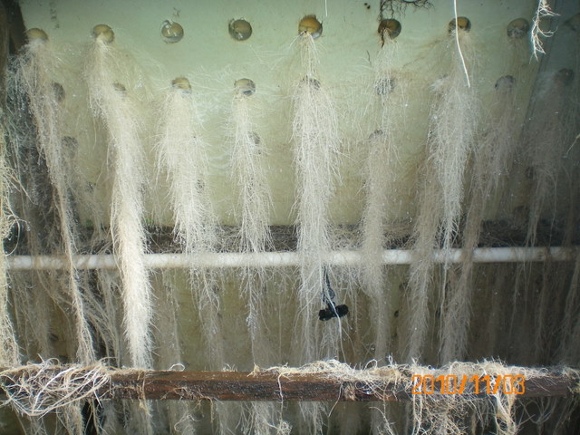 中瑞两国科研人员联手绘制微生物在植物根系的“定居地图”