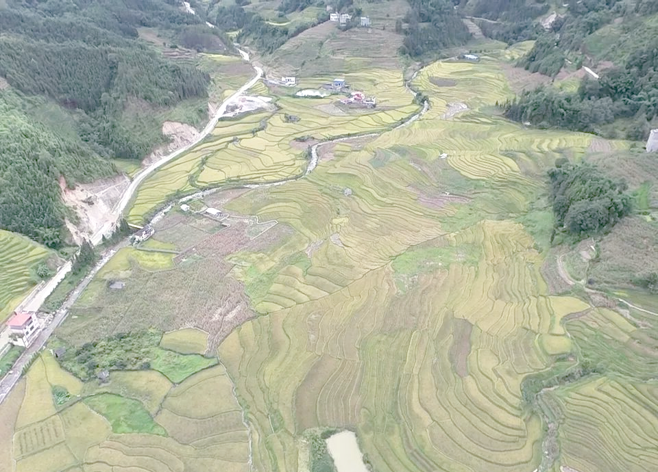 江西崇义:梯田稻浪金黄 国庆观赏正当时