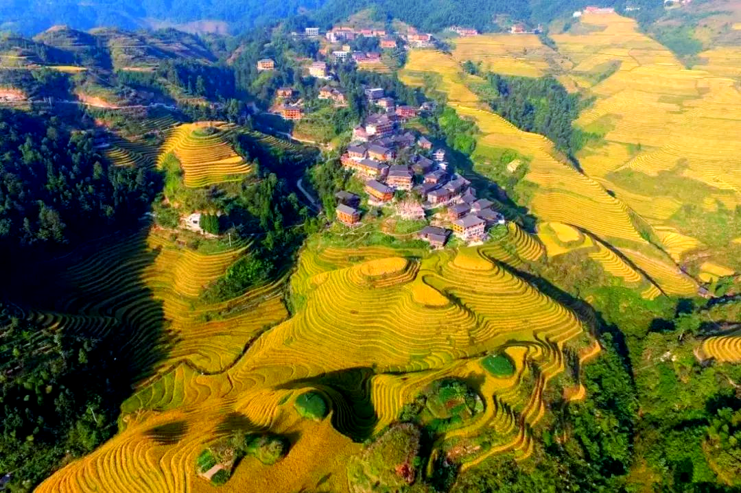 江西崇义:梯田稻浪金黄 国庆观赏正当时