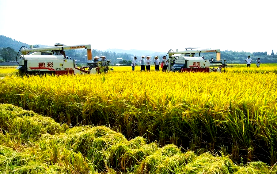 江西上饶：270余万亩中稻迎来丰收