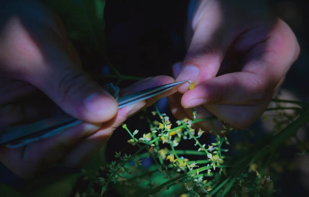 橡胶树育种的科研接力