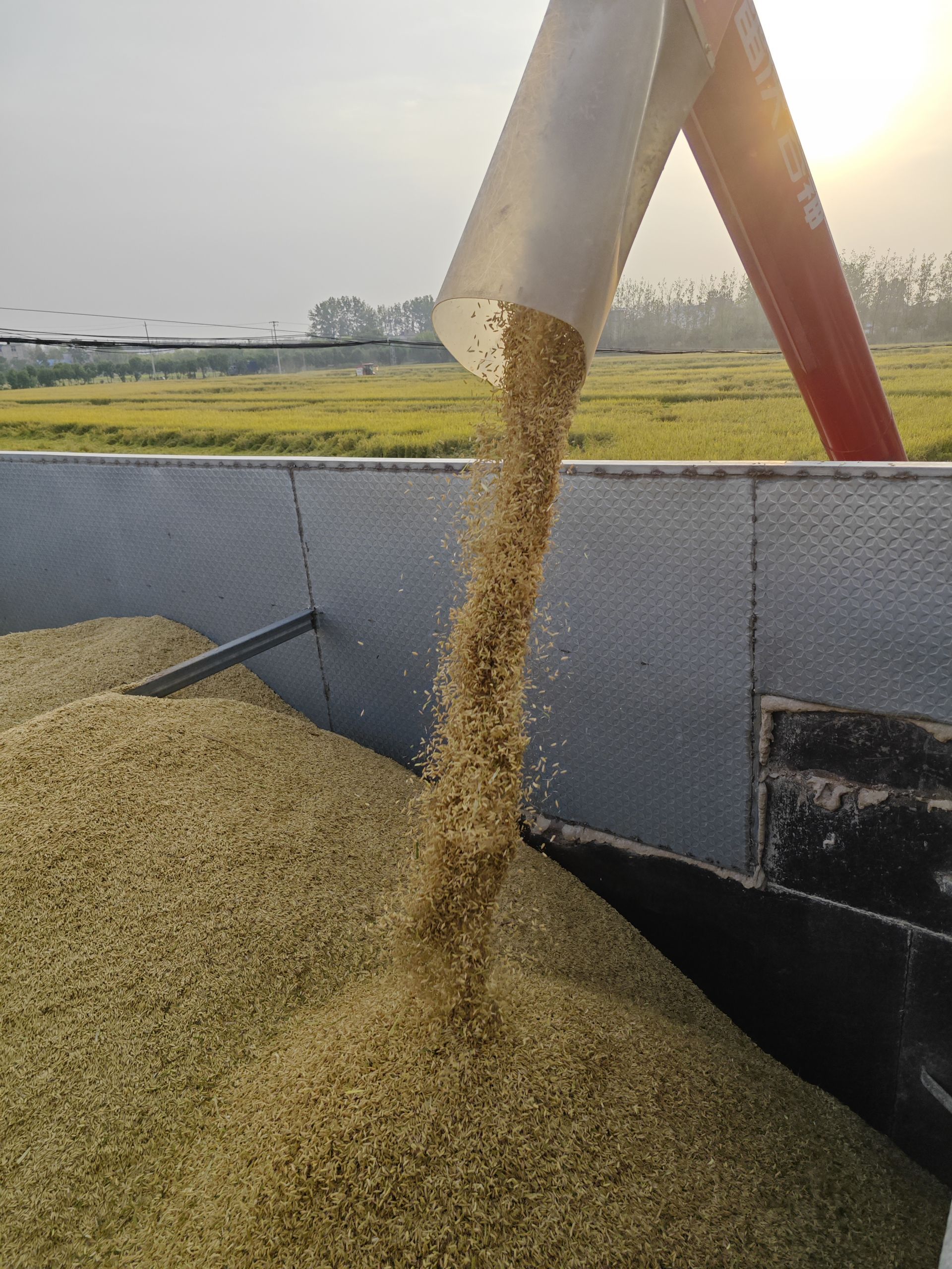 截至10月11日17时，河南省秋作物已收获近八成