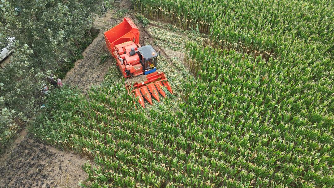 多地积极应对阴雨天气 力保秋粮丰产归仓