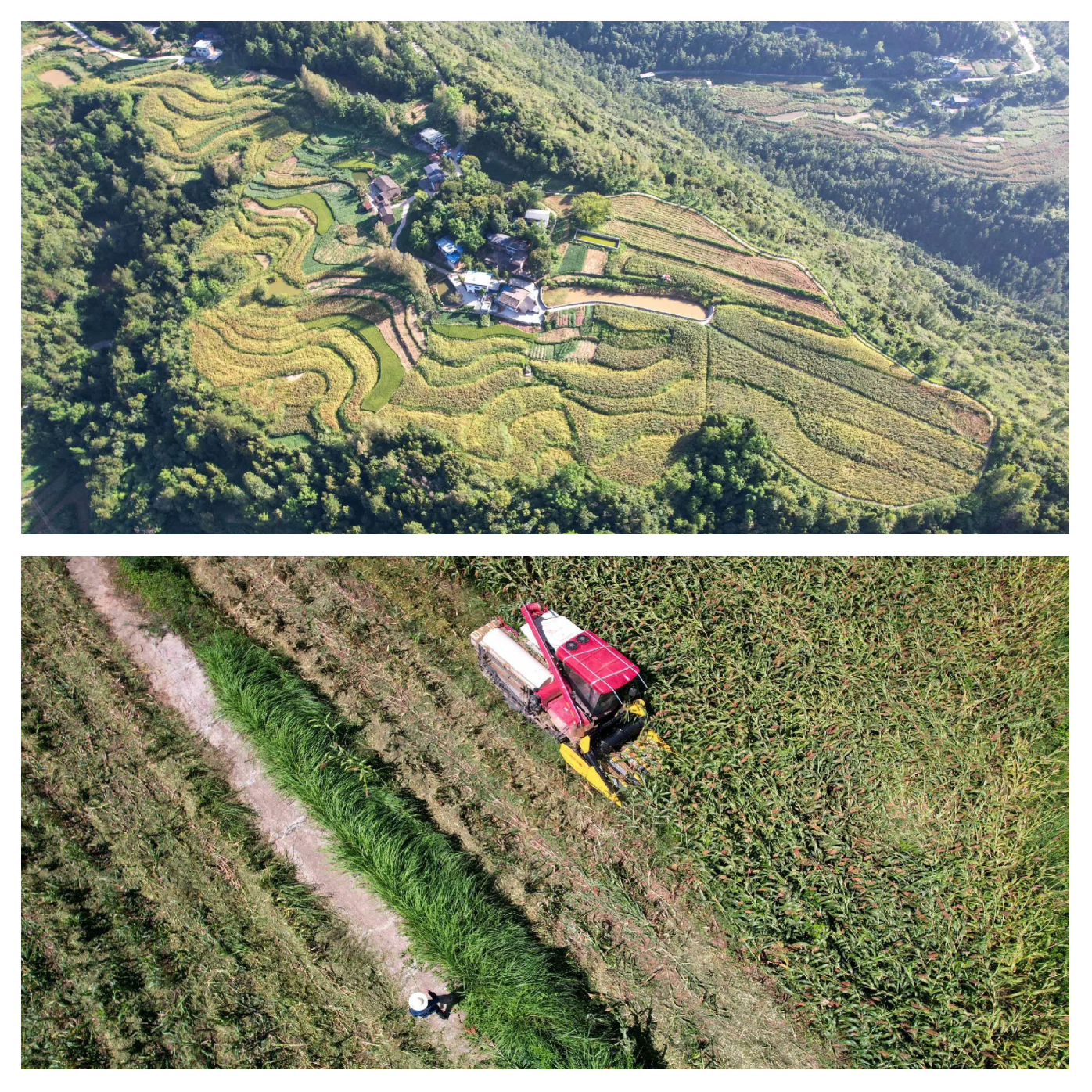 种植规模3年增30倍 广东农垦与一亩田合作第四季10000亩马铃薯数字化示范种植基地开种