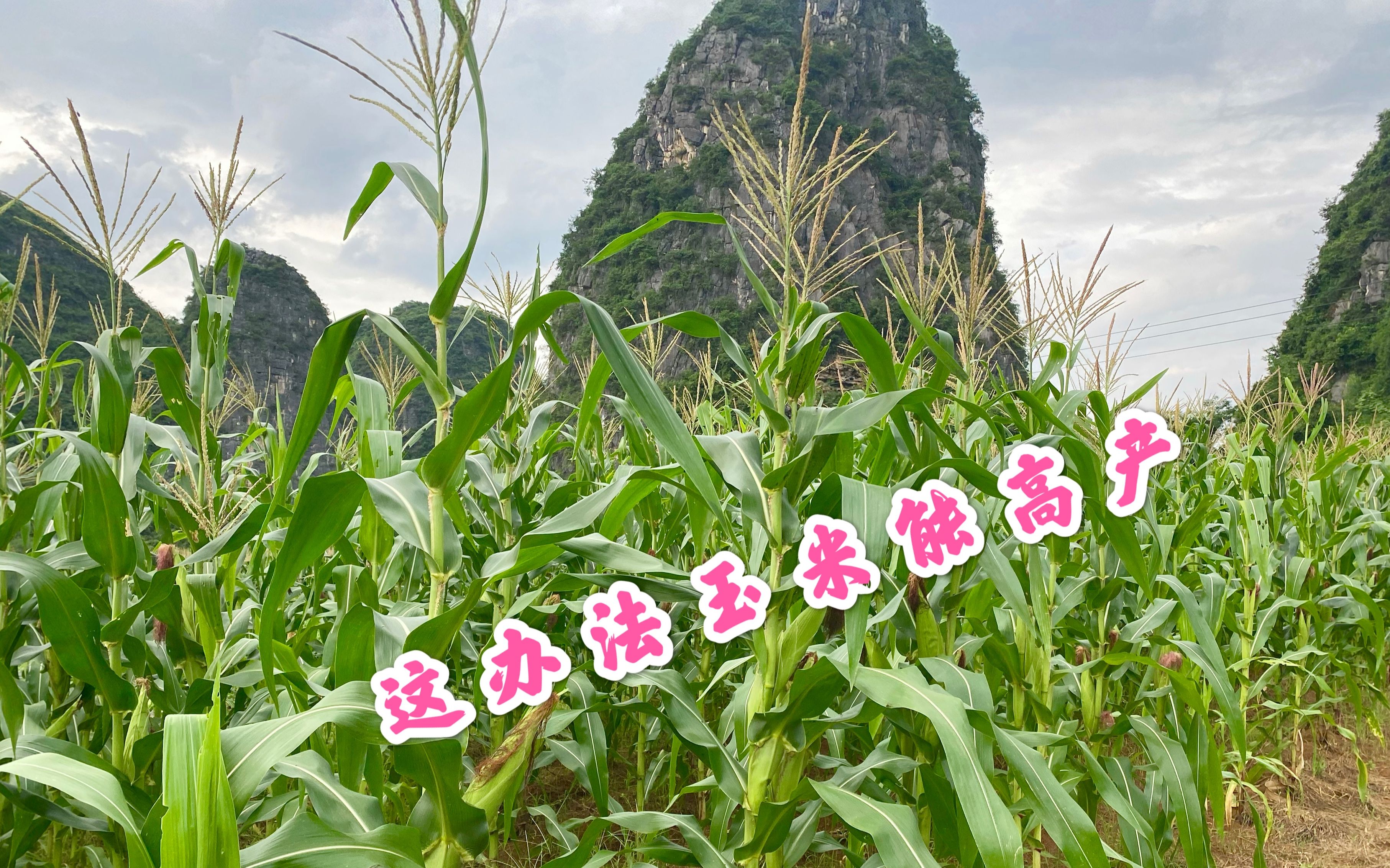 科尔沁区:智慧农业“会说话”玉米高产有保障