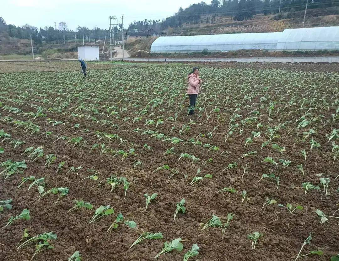 江西上饶：推进油菜冬种 打造产业增收田