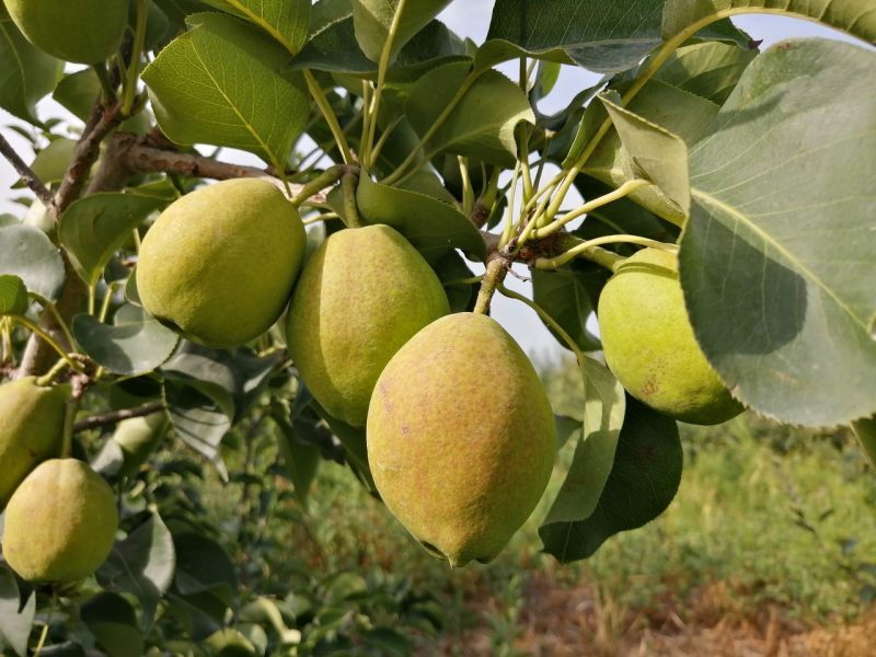 长江经济带如何迈向“十五五”？统一市场与绿色转型成关键