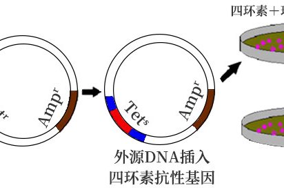 2025中国维生素原料药行业：不可或缺的“微观世界”基石_人保财险政银保 ,人保护你周全