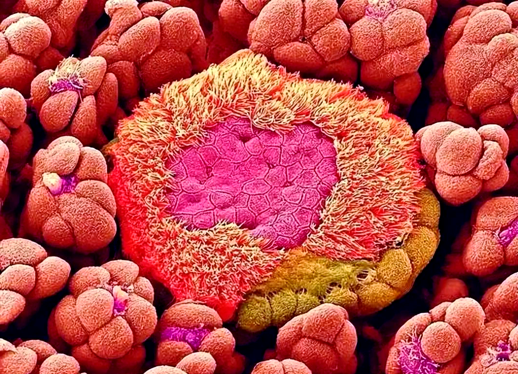 2025中国维生素原料药行业：不可或缺的“微观世界”基石_人保财险政银保 ,人保护你周全