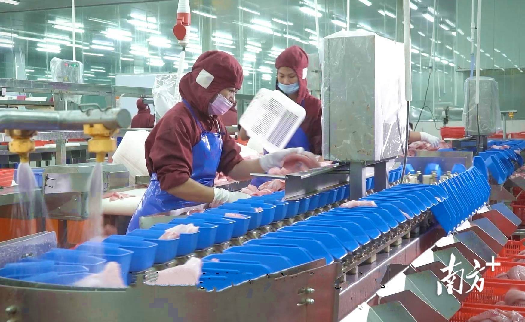 人保财险政银保 ,人保服务_2026中国辣椒种植行业市场深度调研与趋势分析