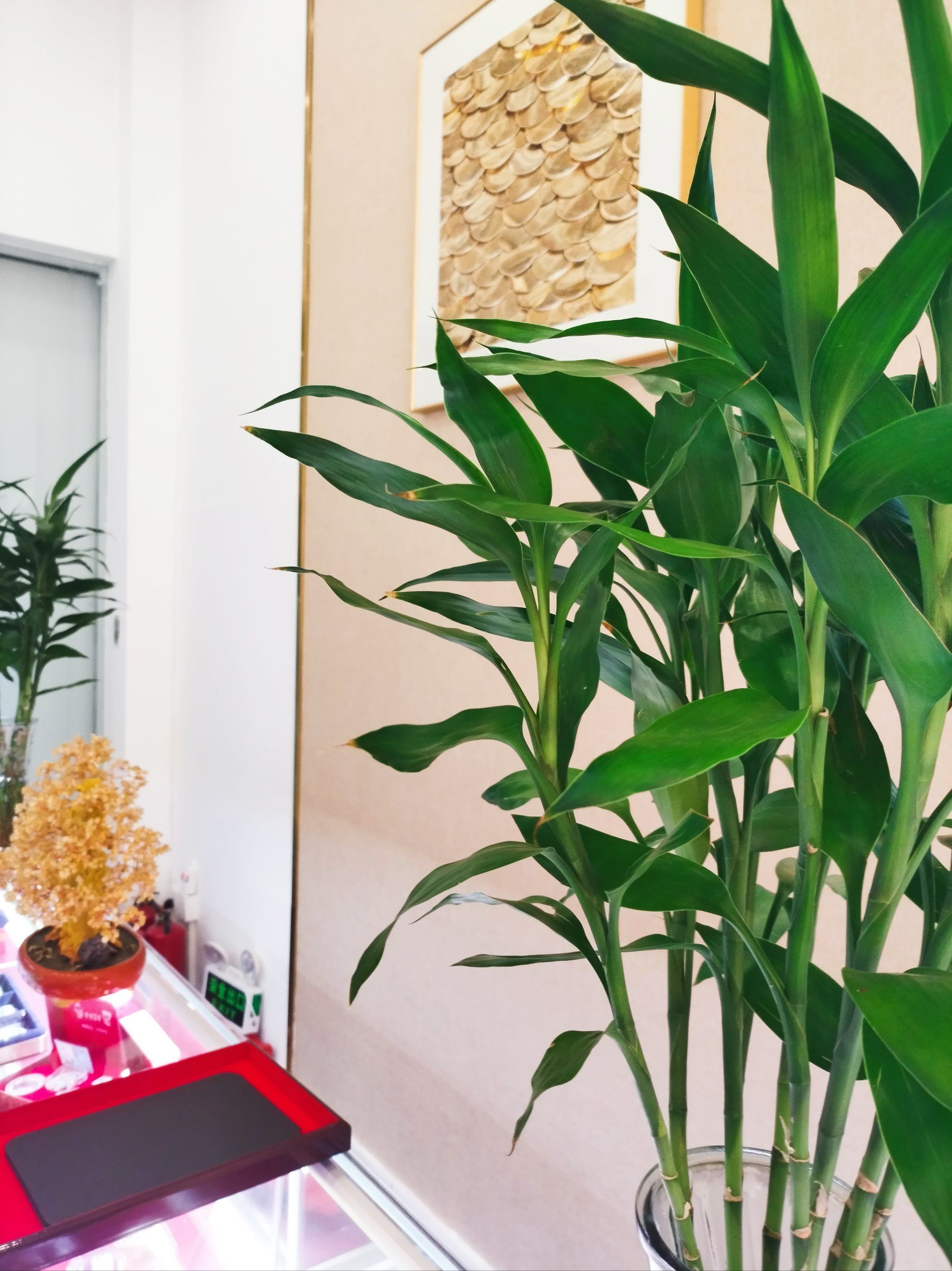 聚灿光电：黄金废料回收交付专业公司