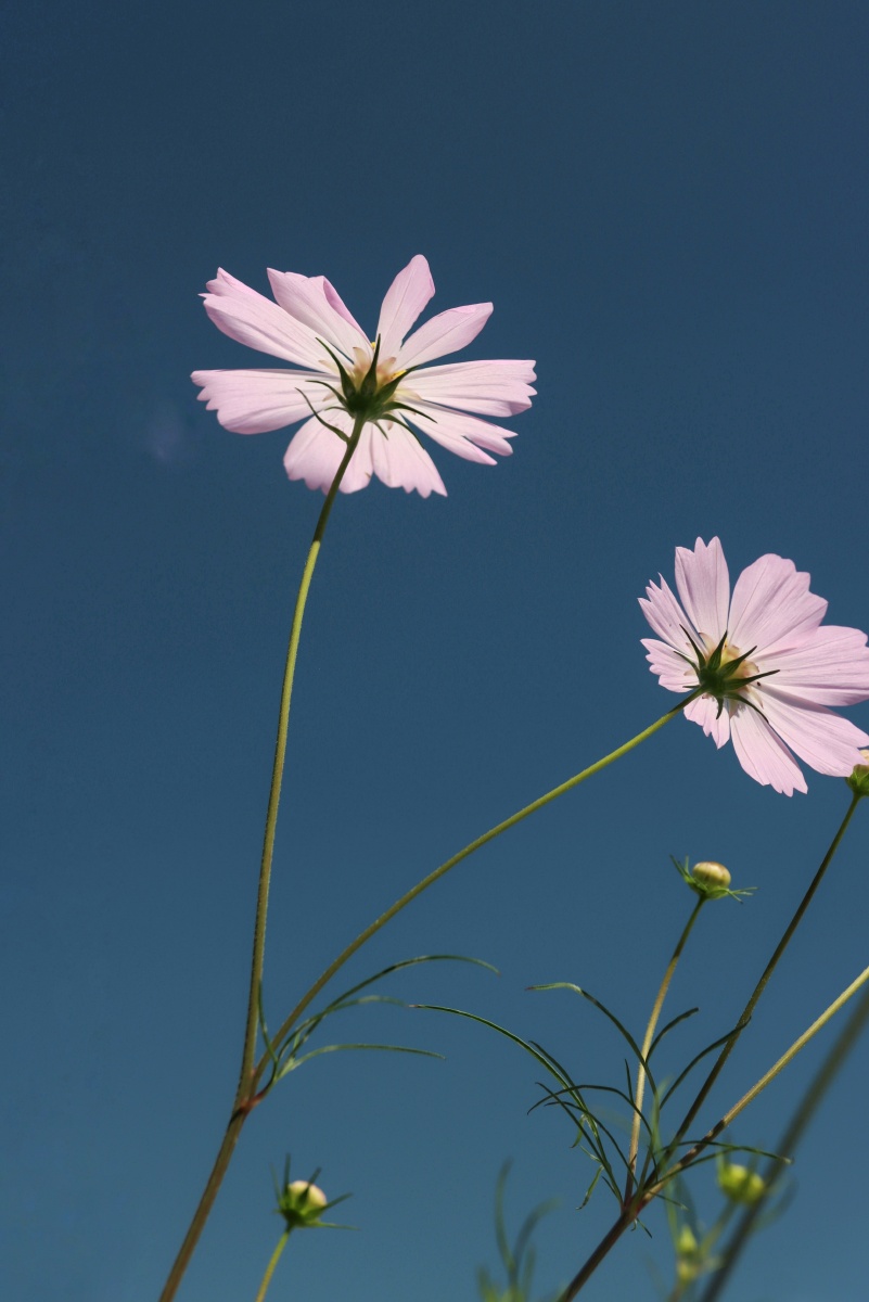 向阳而生的创业板指，用三次“微笑”穿越15年牛熊